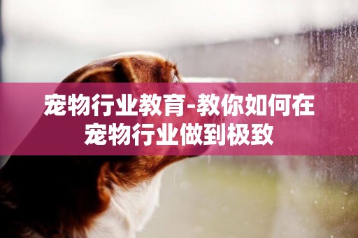 寵物行業教育-教你如何在寵物行業做到極致