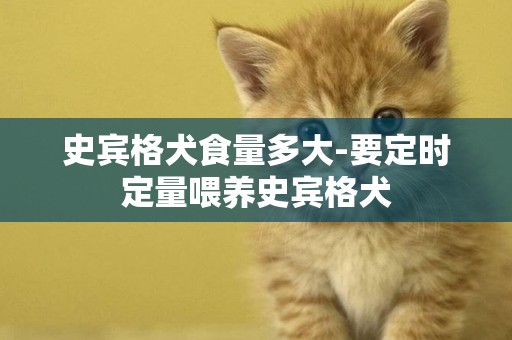 史賓格犬食量多大-要定時定量喂養史賓格犬