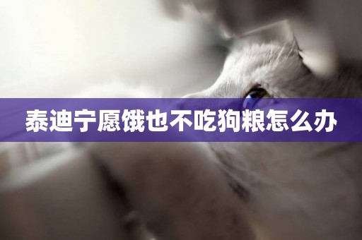 泰迪寧愿餓也不吃狗糧怎么辦