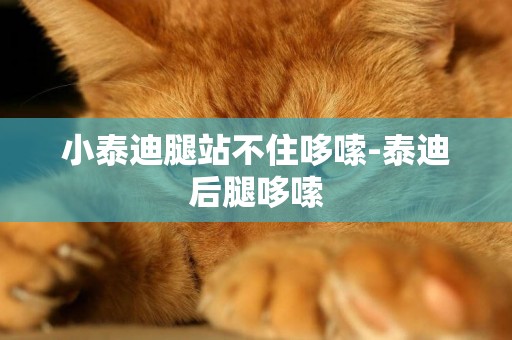 小泰迪腿站不住哆嗦-泰迪后腿哆嗦