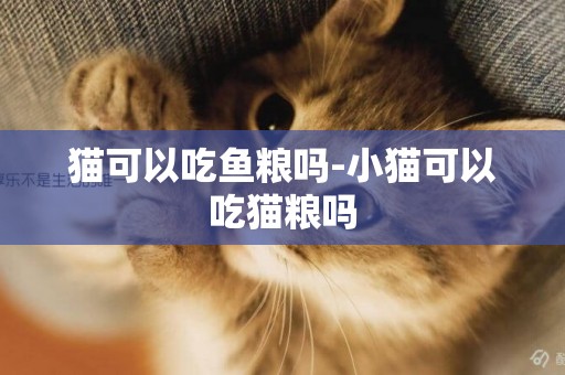貓可以吃魚糧嗎-小貓可以吃貓糧嗎