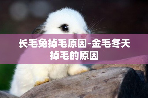 長毛兔掉毛原因-金毛冬天掉毛的原因