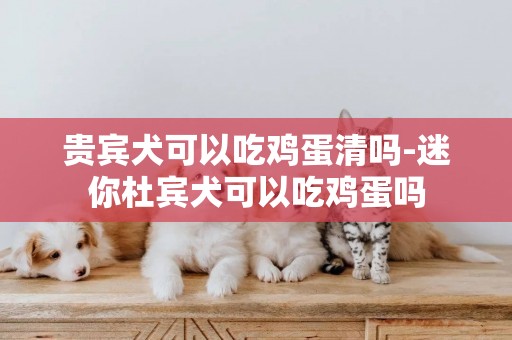 貴賓犬可以吃雞蛋清嗎-迷你杜賓犬可以吃雞蛋嗎