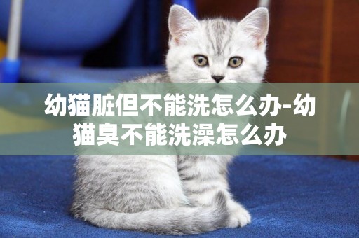 幼貓臟但不能洗怎么辦-幼貓臭不能洗澡怎么辦