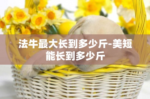 法牛最大長到多少斤-美短能長到多少斤