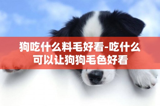 狗吃什么料毛好看-吃什么可以讓狗狗毛色好看