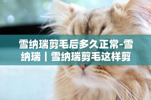 雪納瑞剪毛后多久正常-雪納瑞｜雪納瑞剪毛這樣剪