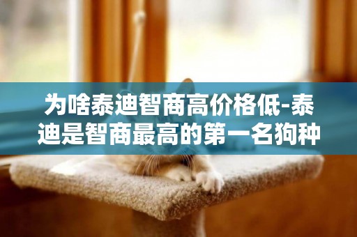 為啥泰迪智商高價格低-泰迪是智商最高的第一名狗種