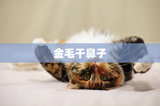 金毛干鼻子