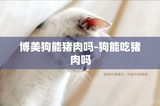 博美狗能豬肉嗎-狗能吃豬肉嗎