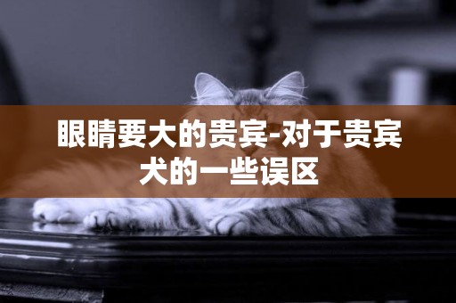 眼睛要大的貴賓-對于貴賓犬的一些誤區