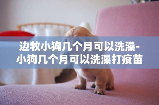 邊牧小狗幾個月可以洗澡-小狗幾個月可以洗澡打疫苗