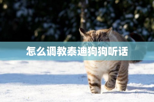 怎么調教泰迪狗狗聽話