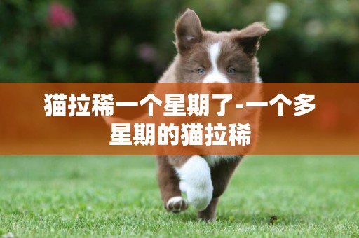 貓拉稀一個星期了-一個多星期的貓拉稀