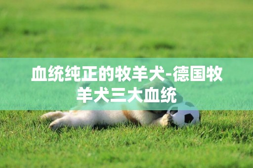 血統純正的牧羊犬-德國牧羊犬三大血統