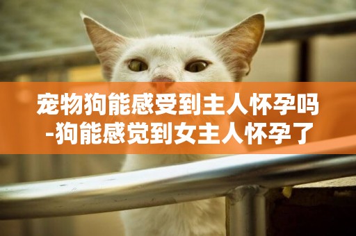 寵物狗能感受到主人懷孕嗎-狗能感覺到女主人懷孕了嗎