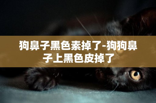 狗鼻子黑色素掉了-狗狗鼻子上黑色皮掉了