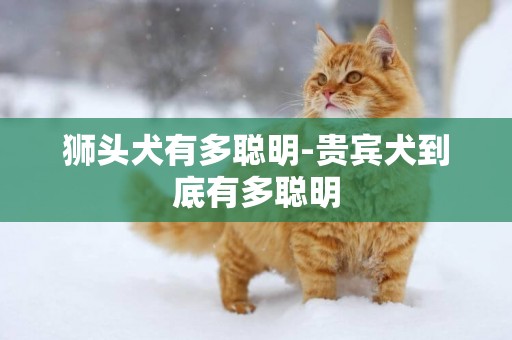獅頭犬有多聰明-貴賓犬到底有多聰明