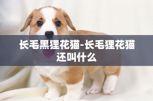 長毛黑貍花貓-長毛貍花貓還叫什么
