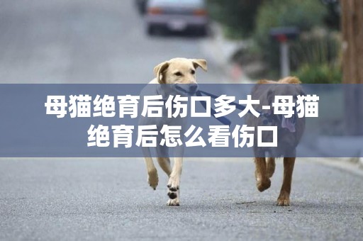母貓絕育后傷口多大-母貓絕育后怎么看傷口