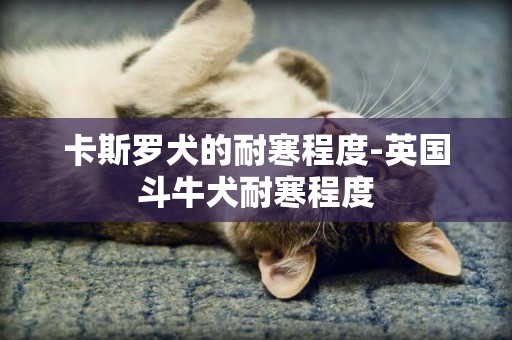 卡斯羅犬的耐寒程度-英國斗牛犬耐寒程度