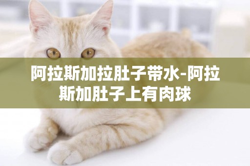 阿拉斯加拉肚子帶水-阿拉斯加肚子上有肉球