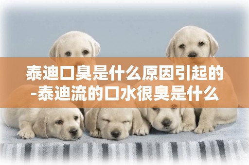泰迪口臭是什么原因引起的-泰迪流的口水很臭是什么原因