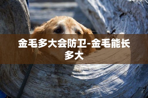 金毛多大會防衛-金毛能長多大