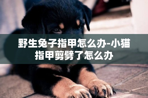 野生兔子指甲怎么辦-小貓指甲剪劈了怎么辦