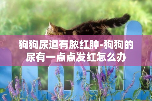 狗狗尿道有膿紅腫-狗狗的尿有一點點發紅怎么辦