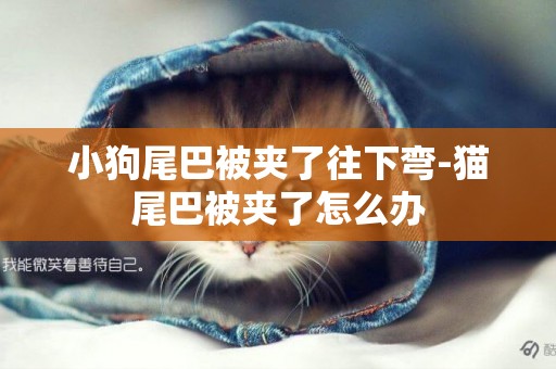 小狗尾巴被夾了往下彎-貓尾巴被夾了怎么辦