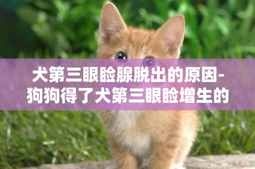 犬第三眼瞼腺脫出的原因-狗狗得了犬第三眼瞼增生的癥狀及診治