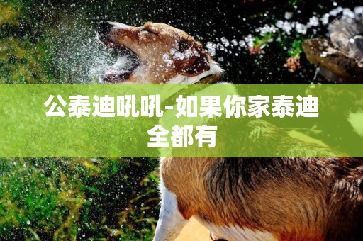 公泰迪吼吼-如果你家泰迪全都有