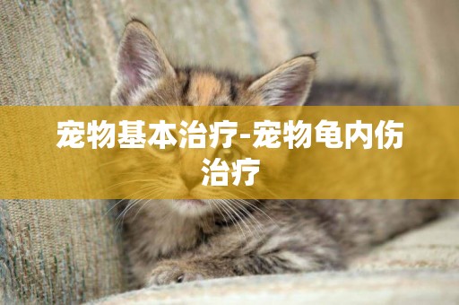 寵物基本治療-寵物龜內傷治療