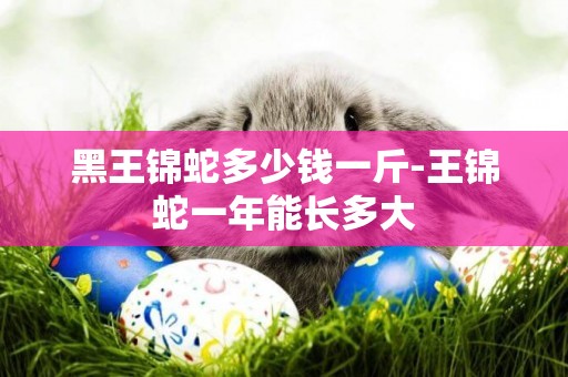 黑王錦蛇多少錢一斤-王錦蛇一年能長多大