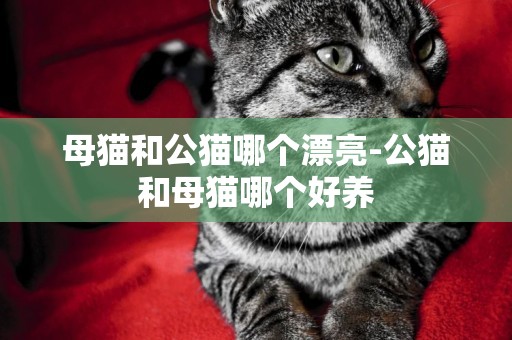 母貓和公貓哪個漂亮-公貓和母貓哪個好養