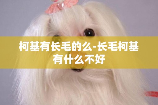 柯基有長毛的么-長毛柯基有什么不好