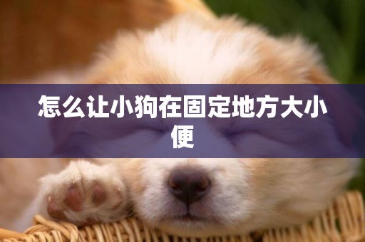 怎么讓小狗在固定地方大小便