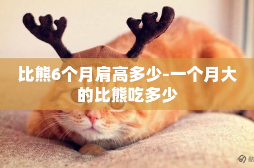 比熊6個月肩高多少-一個月大的比熊吃多少