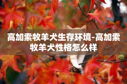 高加索牧羊犬生存環境-高加索牧羊犬性格怎么樣