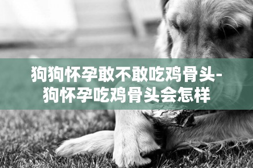 狗狗懷孕敢不敢吃雞骨頭-狗懷孕吃雞骨頭會怎樣