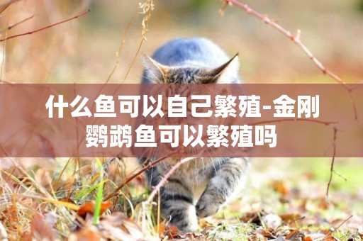 什么魚可以自己繁殖-金剛鸚鵡魚可以繁殖嗎