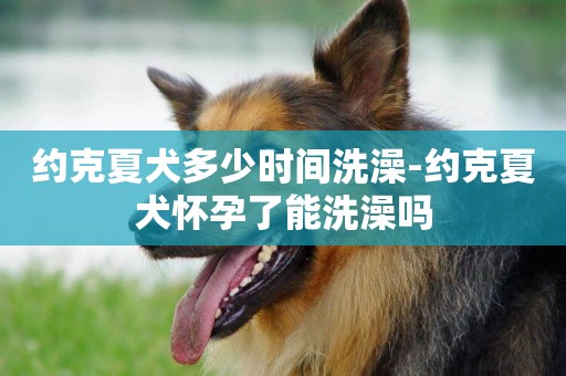 約克夏犬多少時間洗澡-約克夏犬懷孕了能洗澡嗎