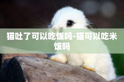 貓吐了可以吃飯嗎-貓可以吃米飯嗎