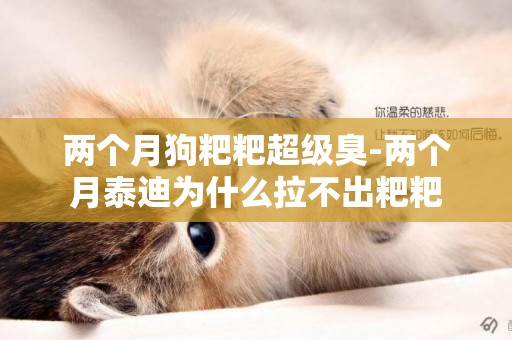 兩個月狗粑粑超級臭-兩個月泰迪為什么拉不出粑粑
