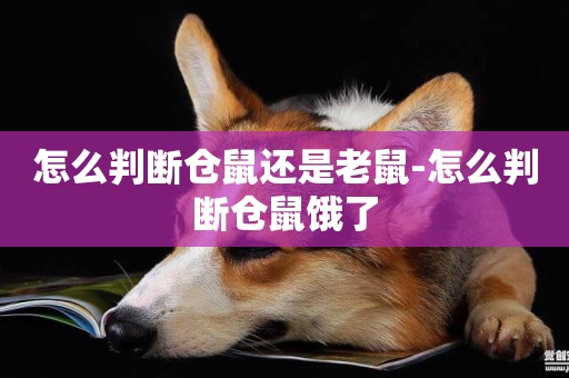 怎么判斷倉鼠還是老鼠-怎么判斷倉鼠餓了