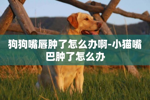 狗狗嘴唇腫了怎么辦啊-小貓嘴巴腫了怎么辦