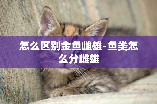 怎么區別金魚雌雄-魚類怎么分雌雄