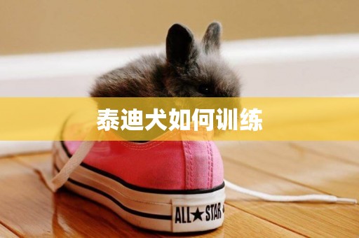泰迪犬如何訓練