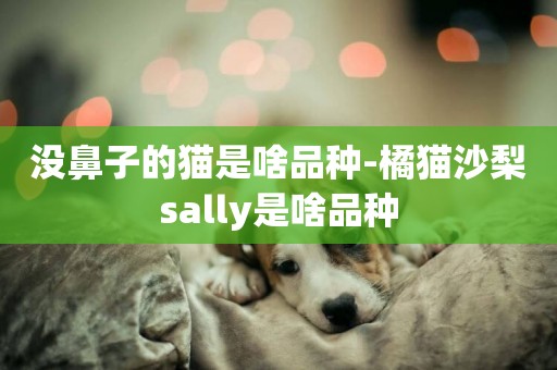 沒鼻子的貓是啥品種-橘貓沙梨sally是啥品種